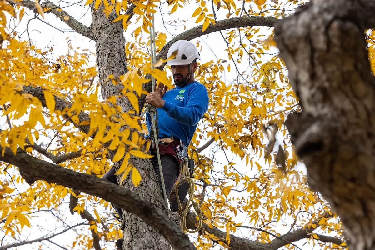 Skilled Tree Trimming crew working in Manhattan